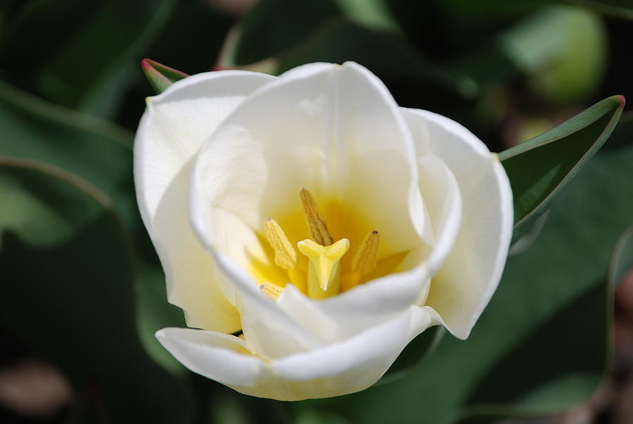 White Tulip Photograph By Sandy Lewis-meissner 