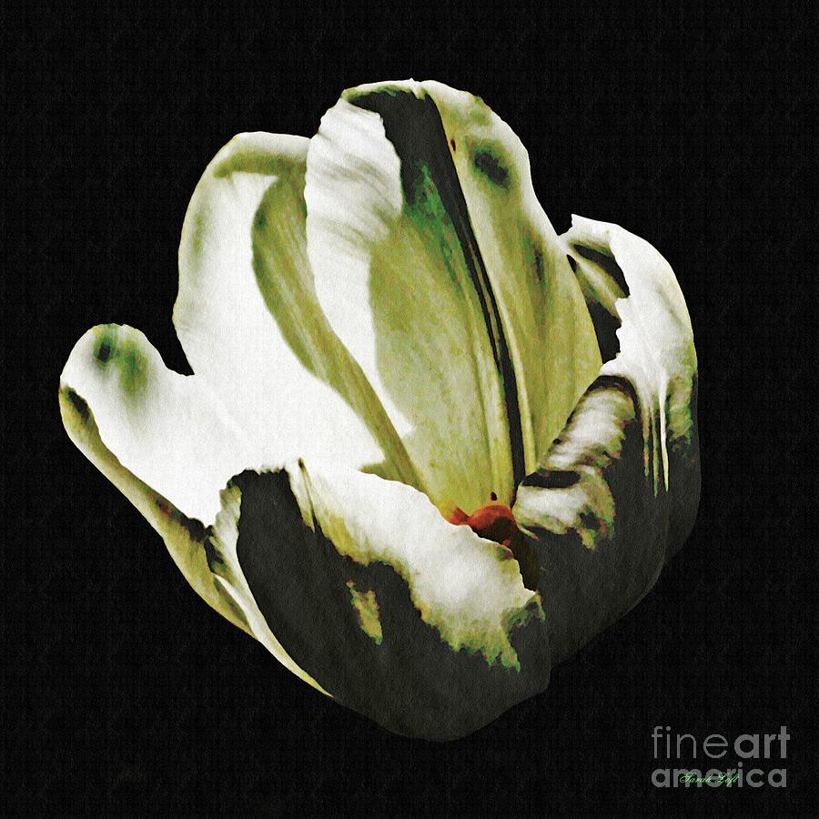 Tulip Photograph - White Tulip by Sarah Loft