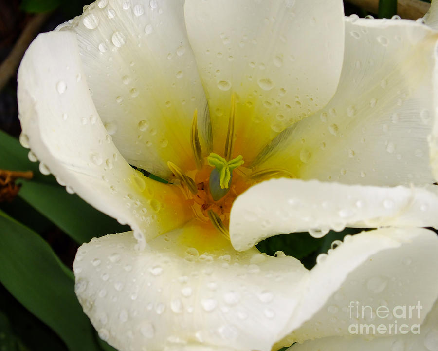White Tulip Photograph by Scott Cameron
