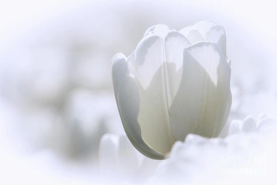 White Tulip Photograph by Sonya Lang