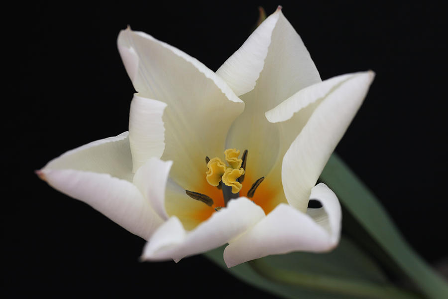 White Tulip Photograph by Tammy Pool