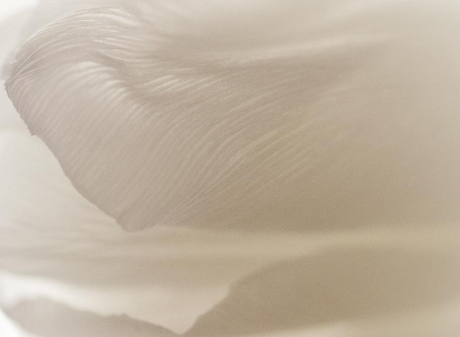 White Tulip Photograph by The Art Of Marilyn Ridoutt-Greene
