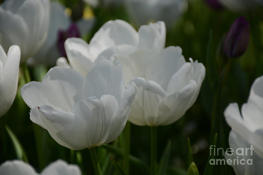 White Tulip Trio Painting by Constance Woods