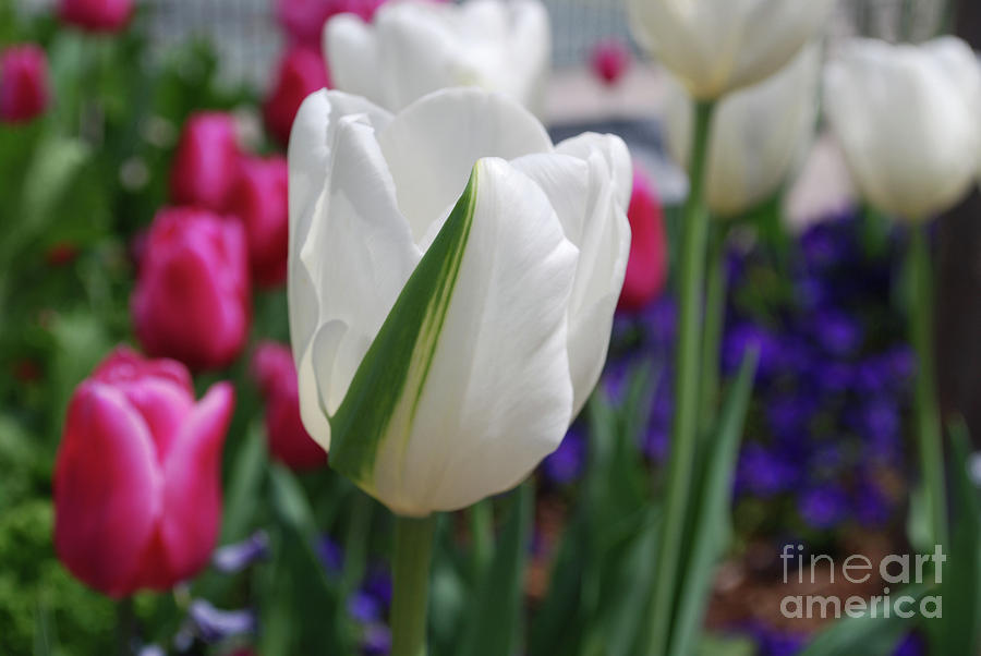 White Tulip with a Green Stripe in a Garden Photograph by DejaVu Designs