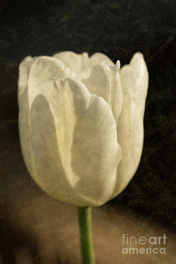 White Tulip With Texture Photograph by Steve Purnell