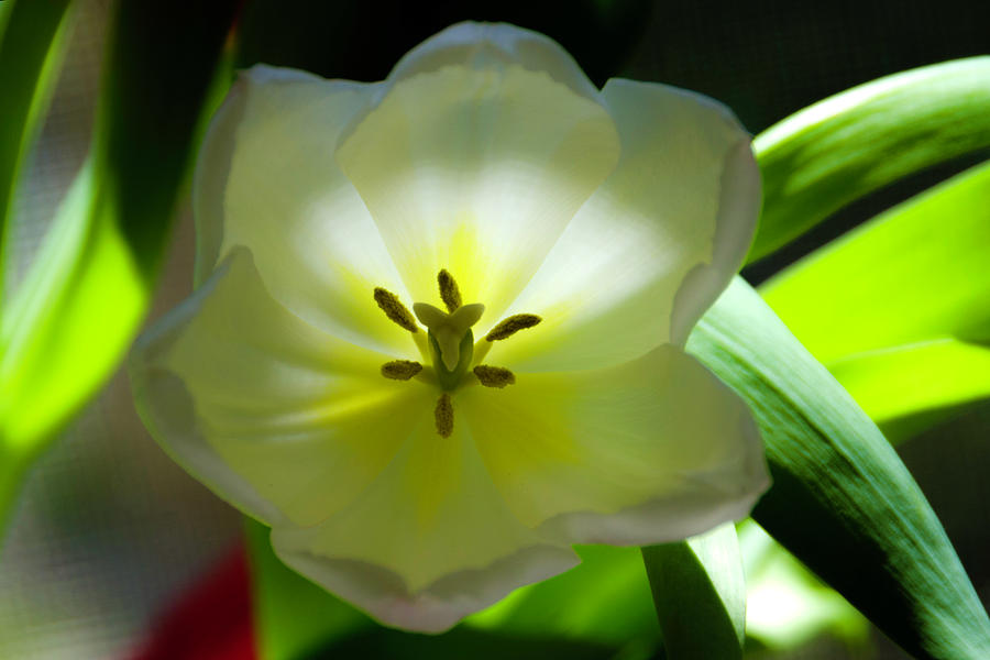 White Tulip Photograph by Wolfgang Stocker
