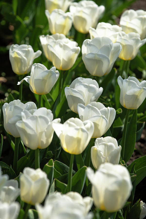 White Tulips 4 Photograph