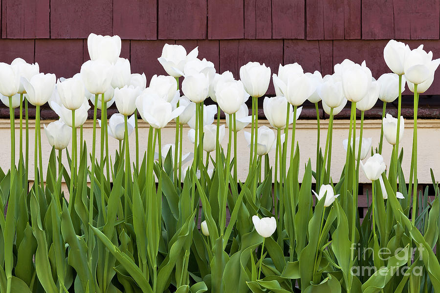 White Tulips Photograph by Alan L Graham
