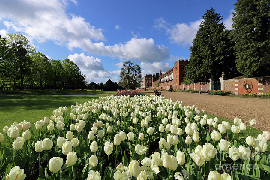 White Tulips at Hampton Court Photograph by Julia Gavin