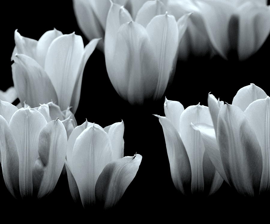 White Tulips Black and White Photograph by Joan Han