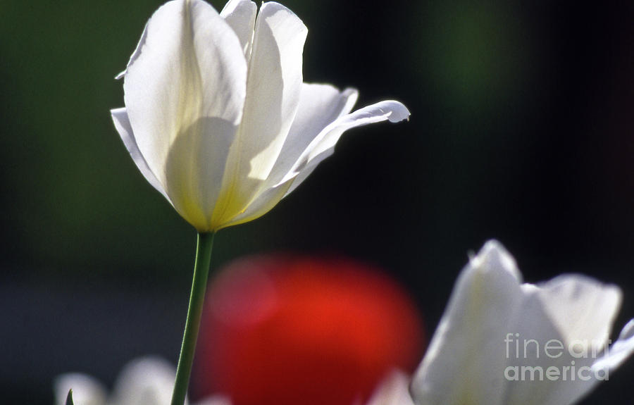 White tulips  blossom Photograph by Heiko Koehrer-Wagner