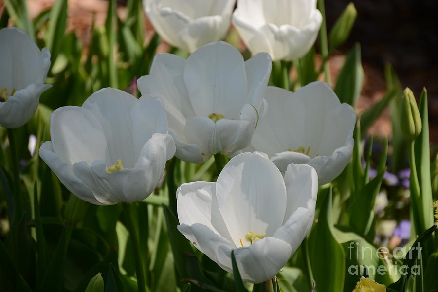 White Tulips Cluster Painting by Constance Woods