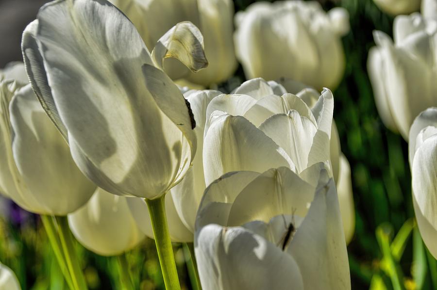 White Tulips Photograph by Diana Mary Sharpton