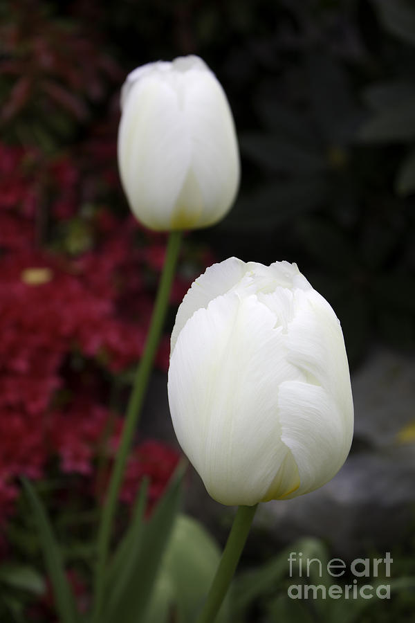 White tulips Photograph by Donna L Munro