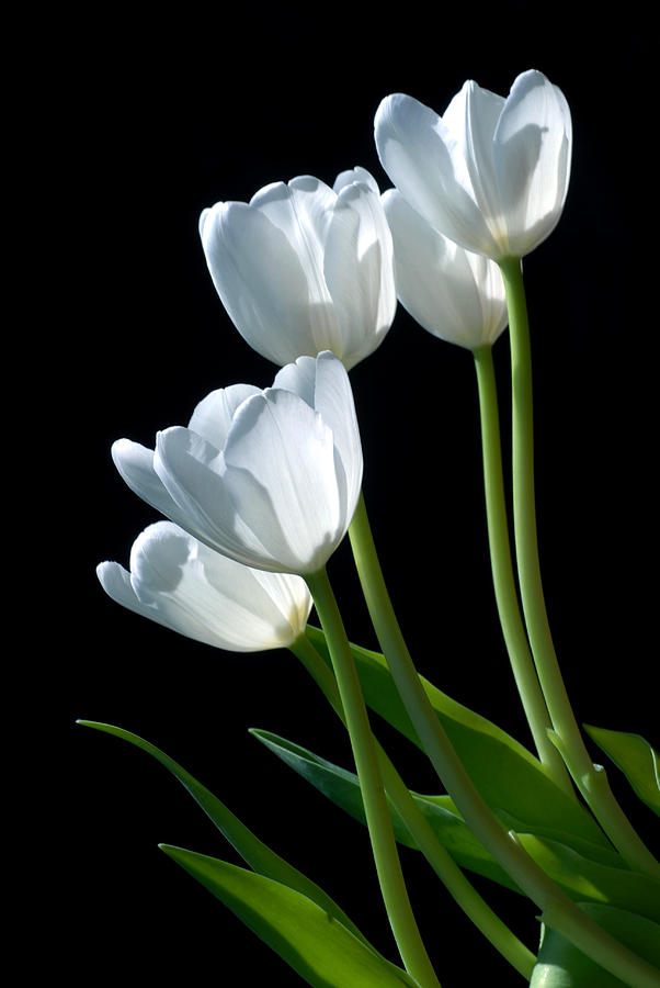 White Tulips Photograph by Dung Ma