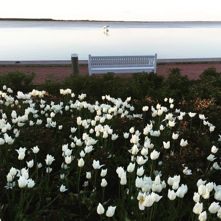 Flower Photograph - White Tulips #estonia #haapsalu by Zin Zin