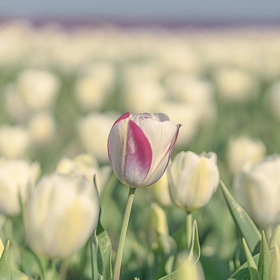 Netherlands Photograph - White Tulips... #flowerstyle by Sungi Verhaar