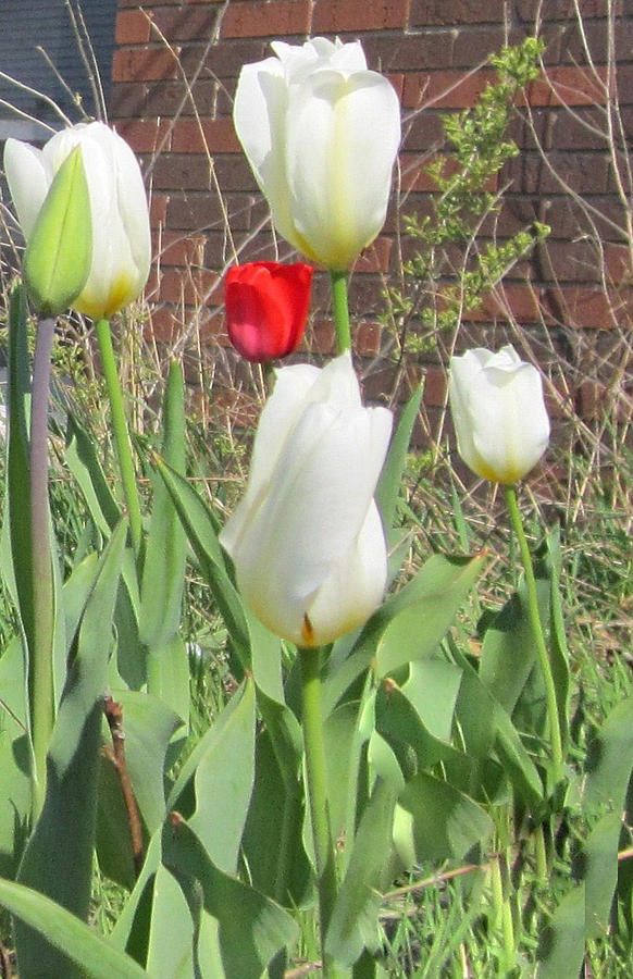 White  Tulips -Greeting Card Photograph by Glenda Crigger