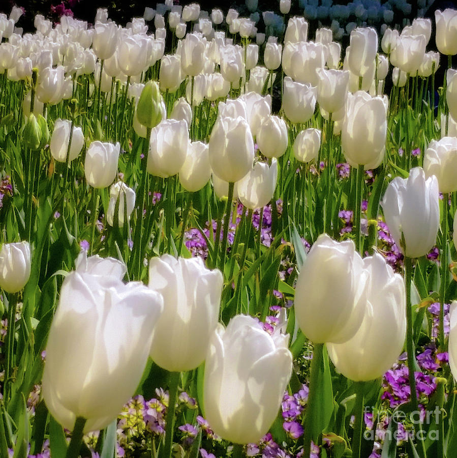 Tulip Photograph - White Tulips in Bloom by D Davila