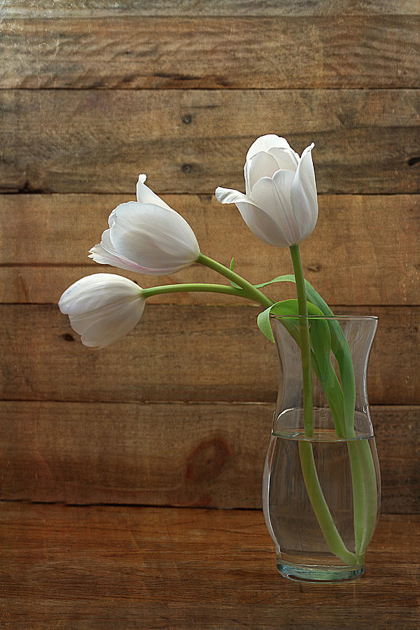 White Tulips in Glass Vase Photograph by Kim Hojnacki