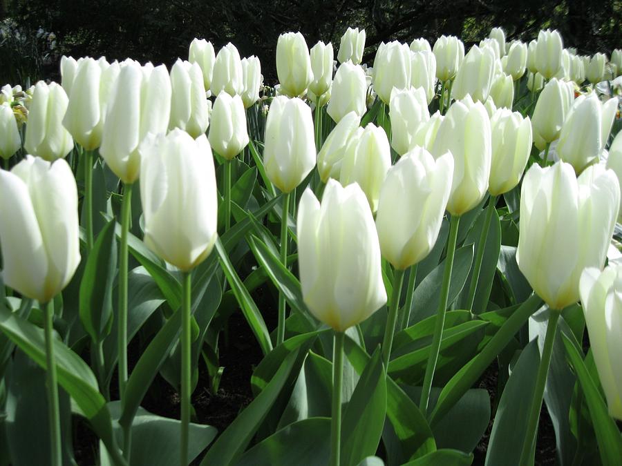 White Tulips in Holland Photograph by Chuck Stewart - Pixels