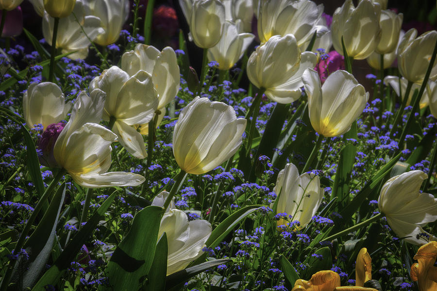 Tulip Photograph - White Tulips In The Garden by Garry Gay
