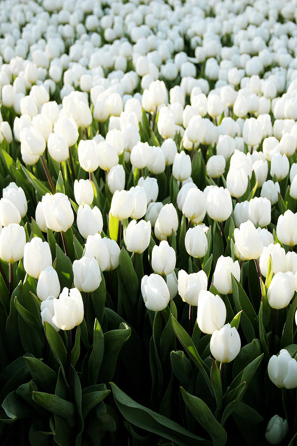 White Tulips In The Garden Photograph