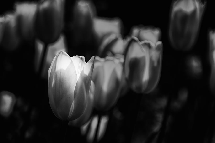 White Tulips Photograph by Jay Stockhaus