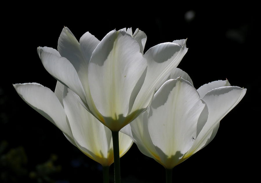 White Tulips Photograph by John Topman