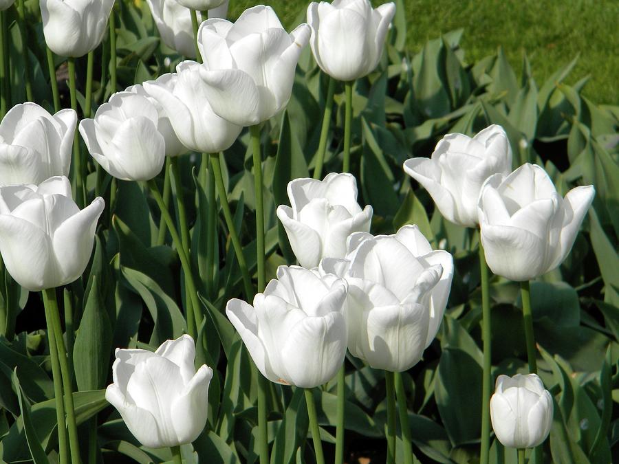 White tulips Photograph by Manuela Constantin