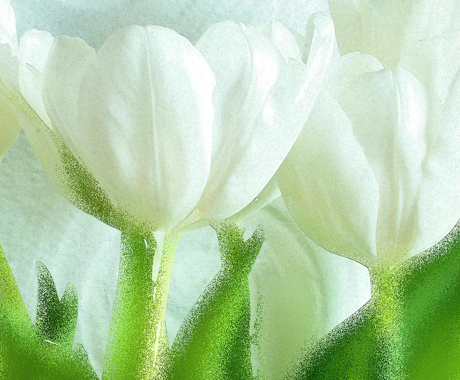 White Tulips Photograph by Margaret Hood