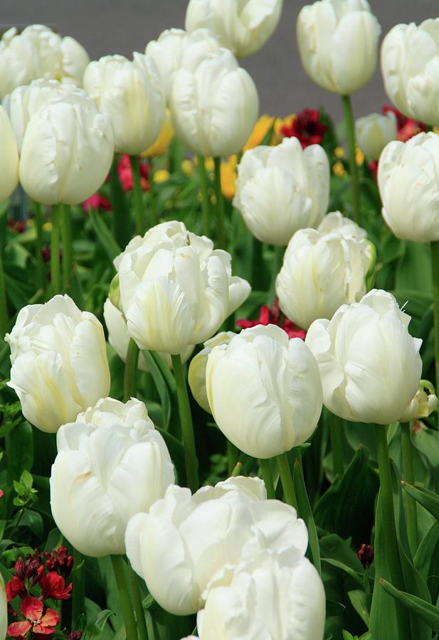 White Tulips Photograph by Martina Fagan