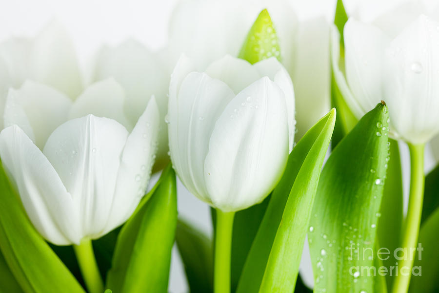 Easter Photograph - White Tulips by Nailia Schwarz