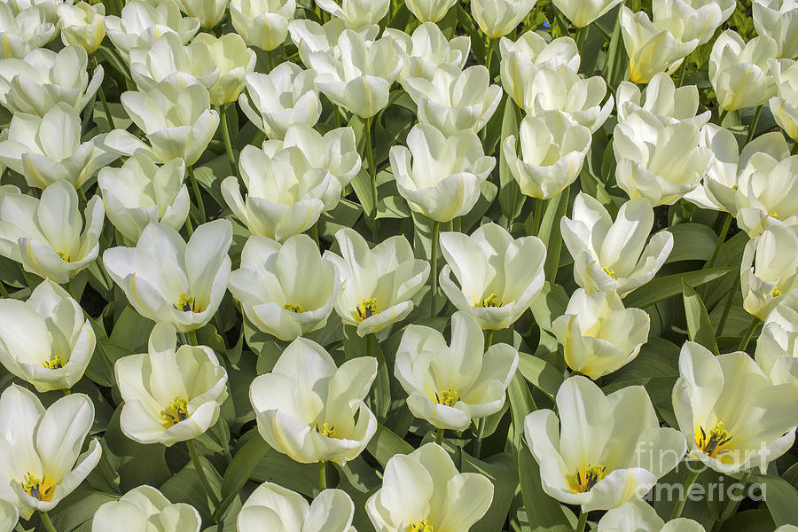 Flower Photograph - White tulips in april by Patricia Hofmeester