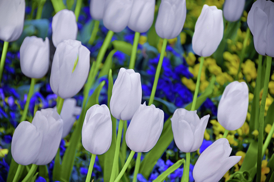 White Tulips Photograph by Steven Michael