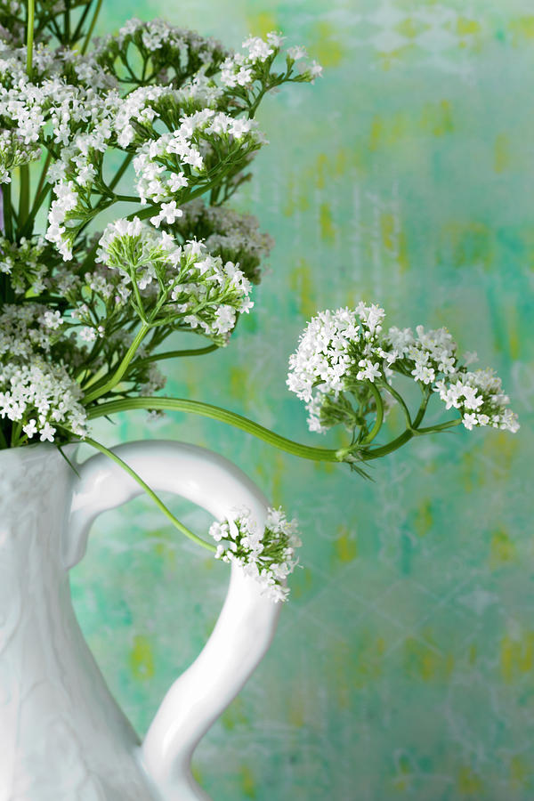 White Valarian Flowers Still Life  Photograph by Sandra Foster