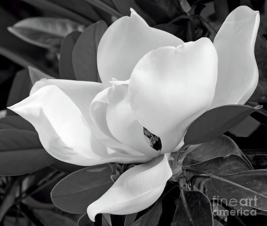 White Velvet Blossom Photograph by D Hackett