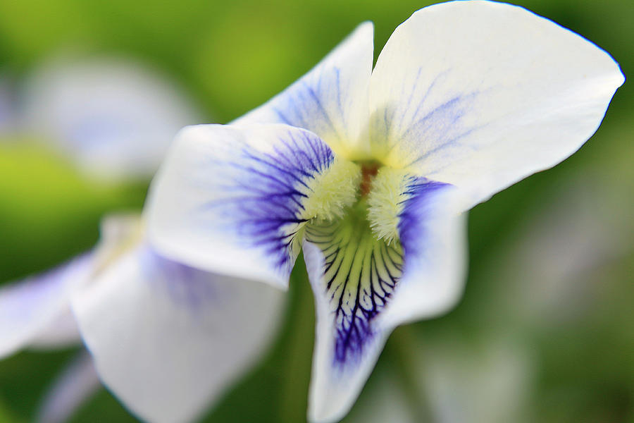 Nature Photograph - White Violet 3 by Scott Hovind