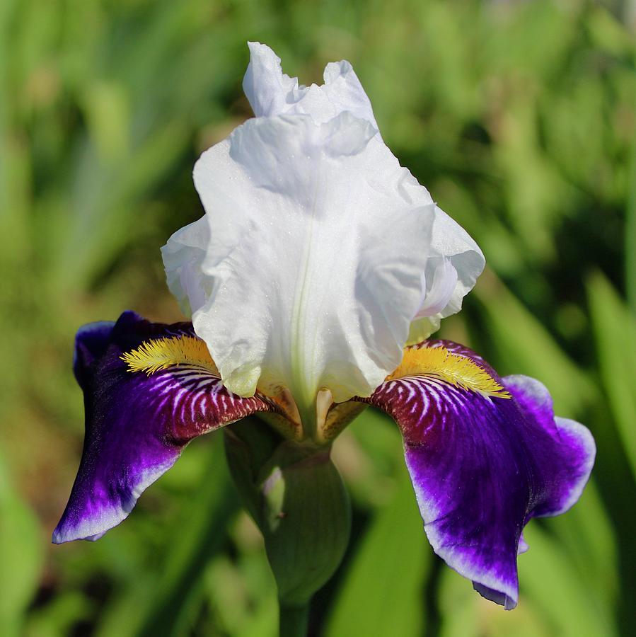 White Violet Iris Invitation Photograph by M E