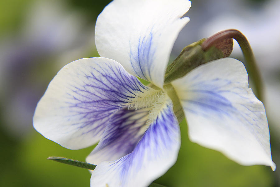 White Violet Photograph by Scott Hovind