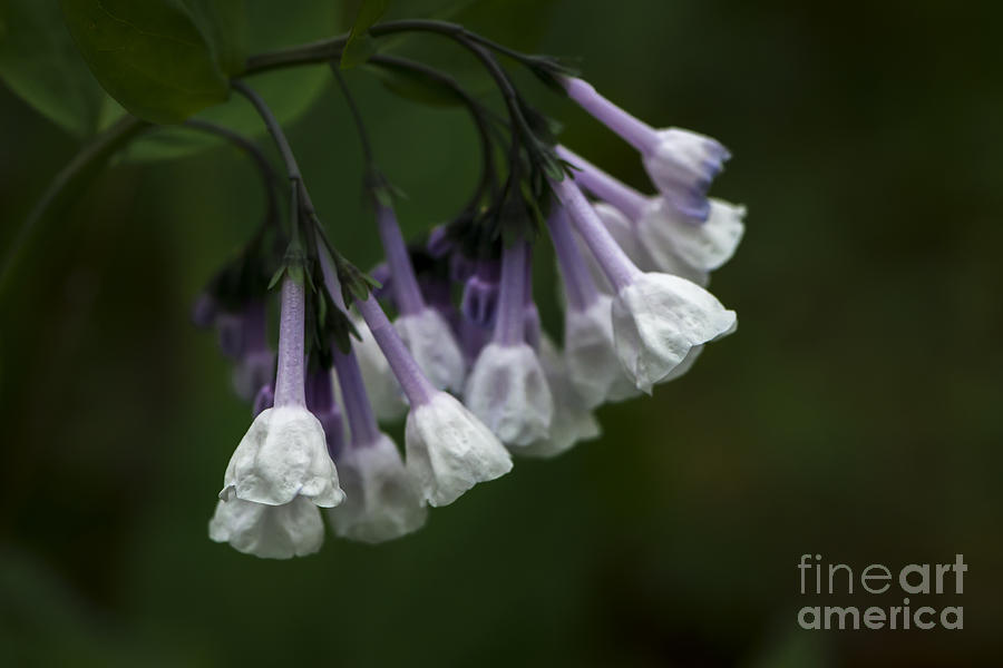 White Virginia Bluebells Photograph by Andrea Silies
