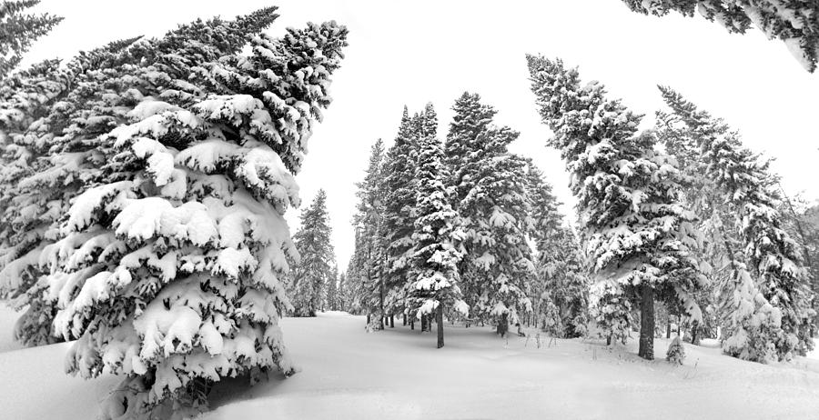 White Warped Winter Photograph by David Andersen