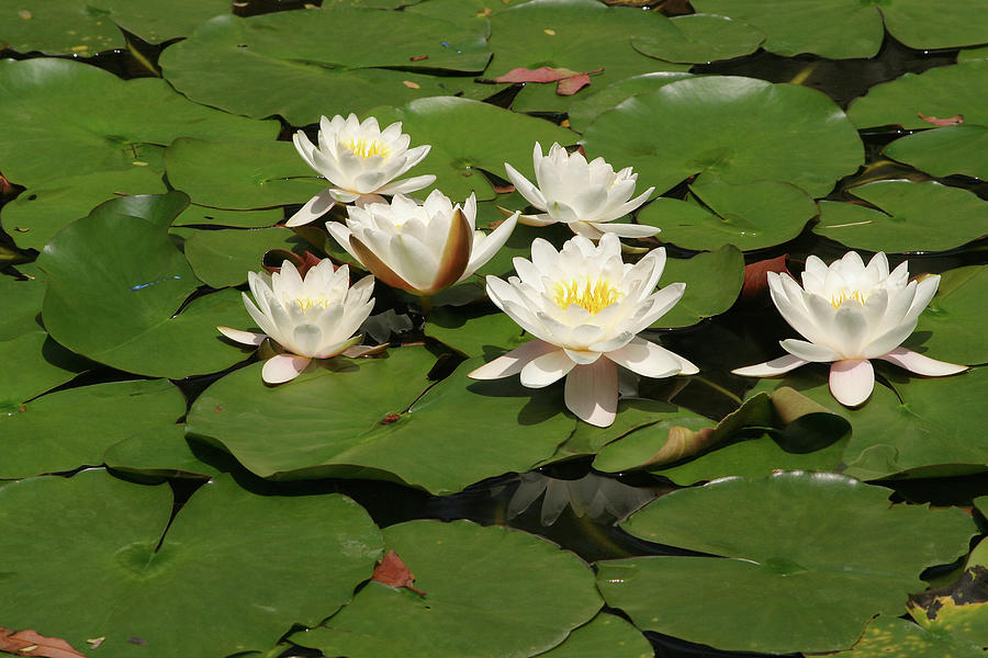 White Water Lilies Photograph by Art Block Collections