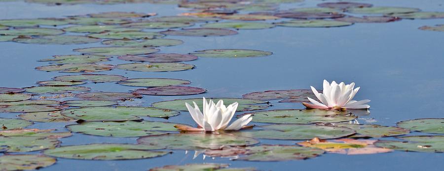 Lily Photograph - White Water Lilies by Michael Peychich