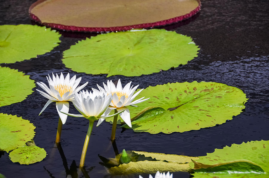 White Water Lilies Photograph by Oswald George Addison