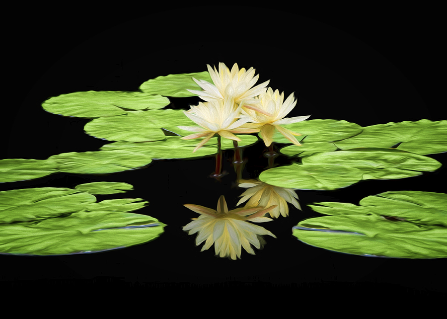 White Water Lilies Photograph by Steven Michael