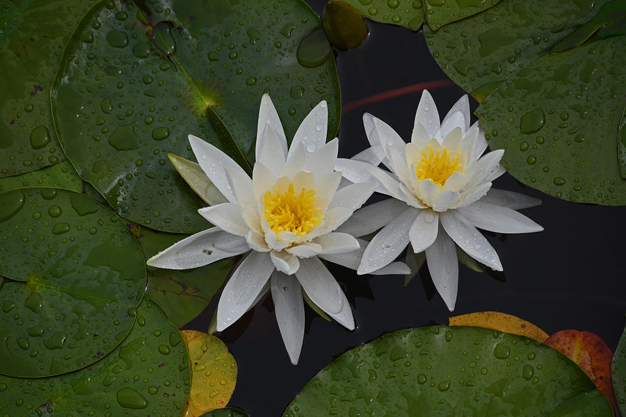 White Water Lilies Photograph by Whispering Peaks Photography