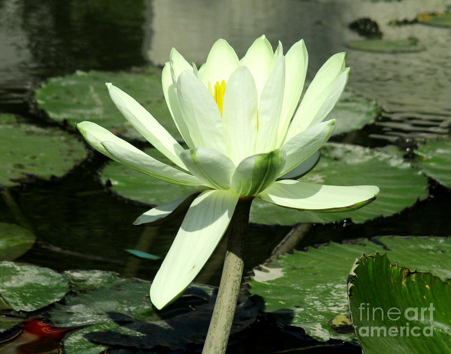 White Water Lily 1 Photograph by Randall Weidner