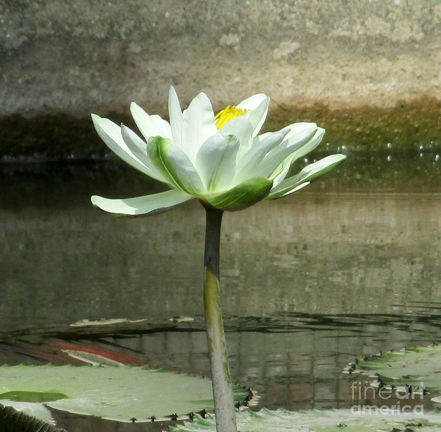 White Water Lily 2 Photograph by Randall Weidner