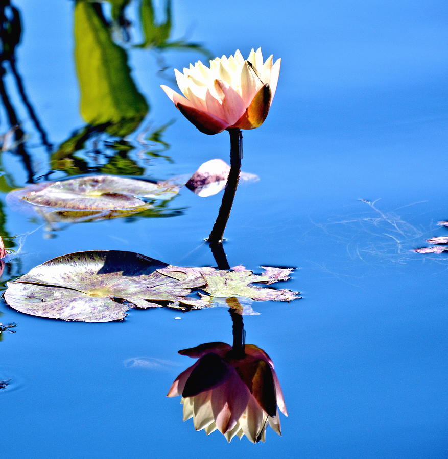White Water Lily  Photograph by Amy McDaniel